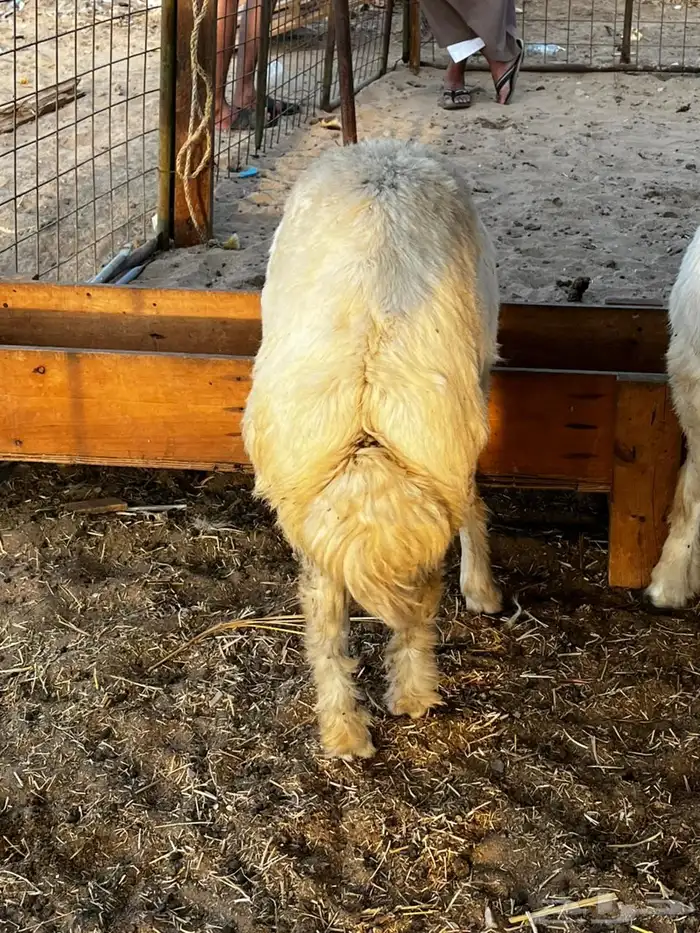 ذبايح حري طائفية 1