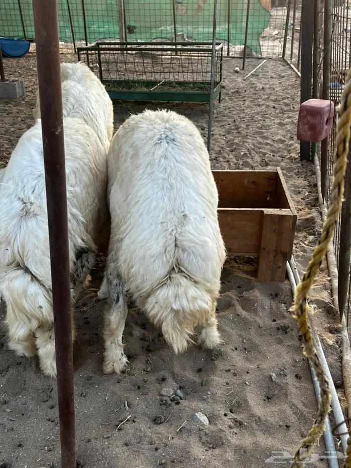 ذبايح حري طائفية 2