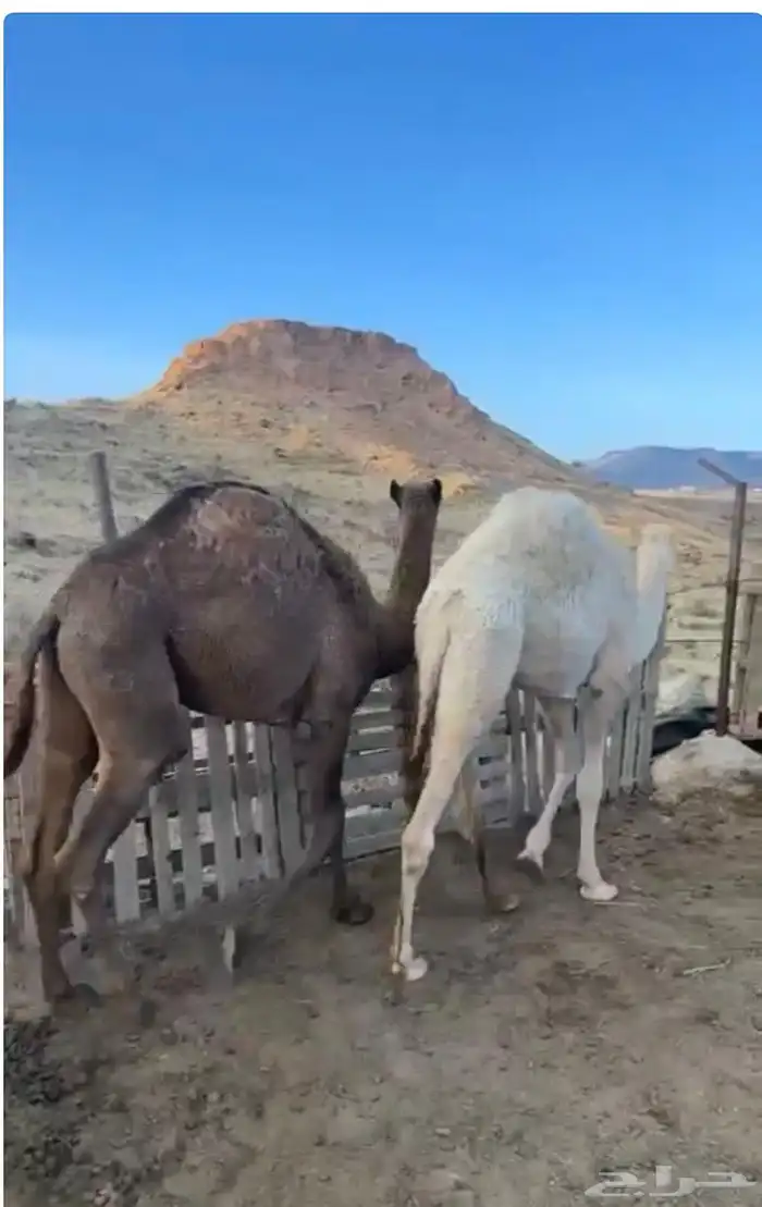 بكره للبيع 2