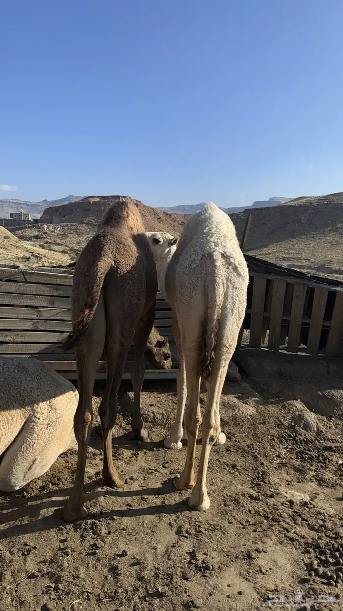 بكره للبيع 5