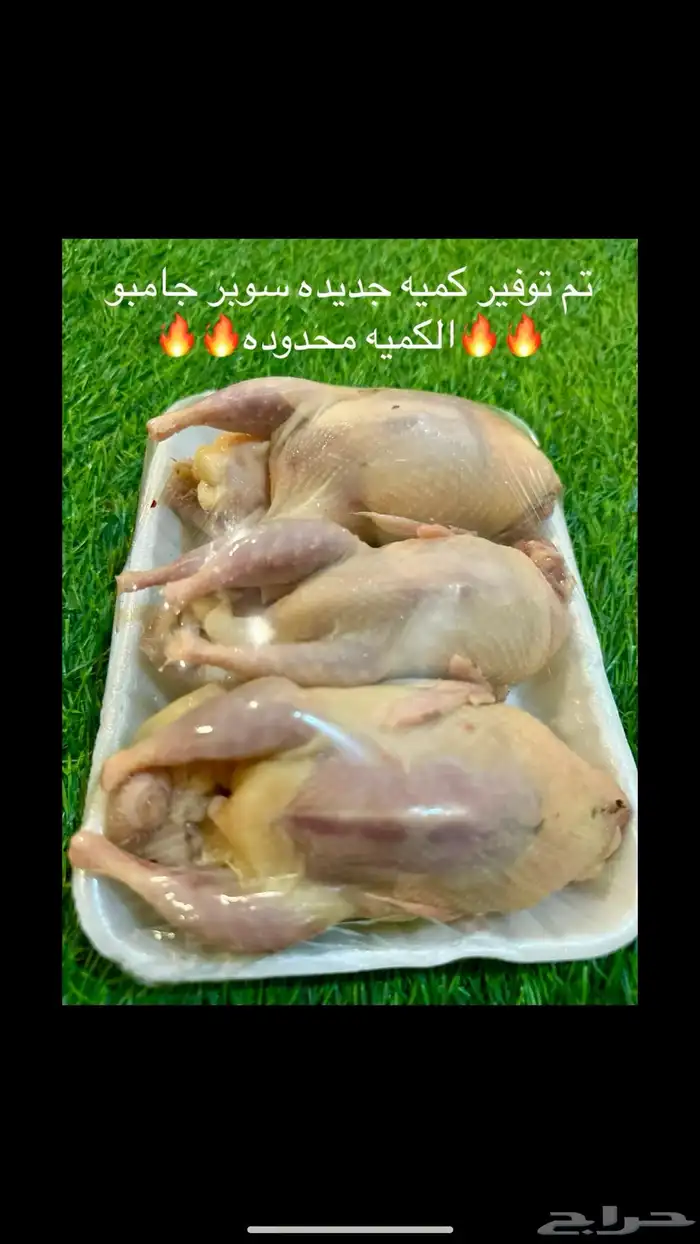 سمان فري مريعي السلوى 3