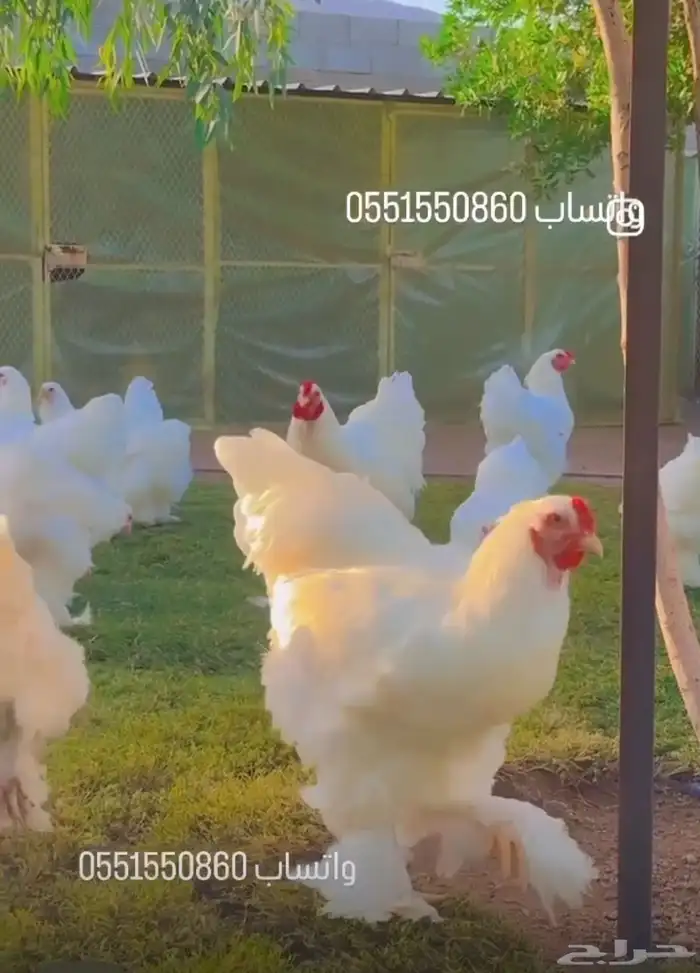 دجاج الزينه البراهما الابيض 0