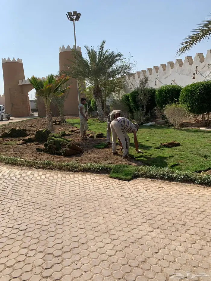 نجيله عشب طبيعي 12