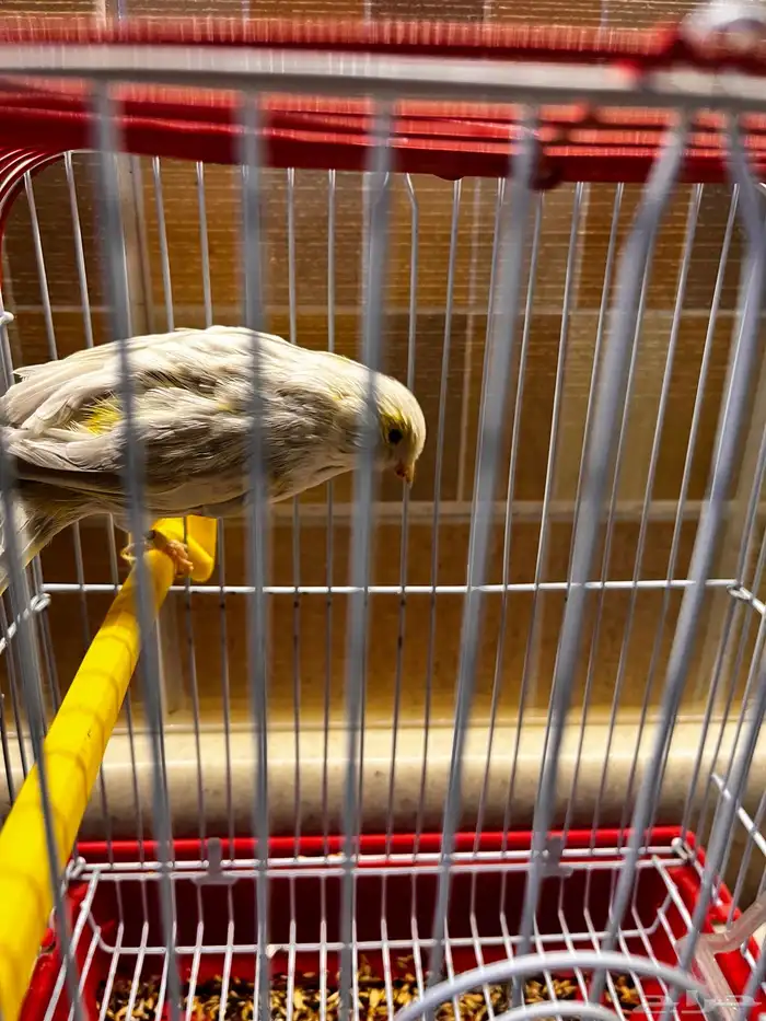 انثى كناري اوربيه للبيع 0