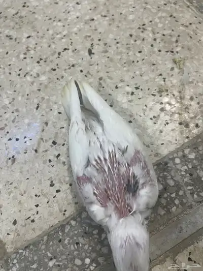 فروخ كروبان هافي بايد و بصمهات ( تم البيع ) 0