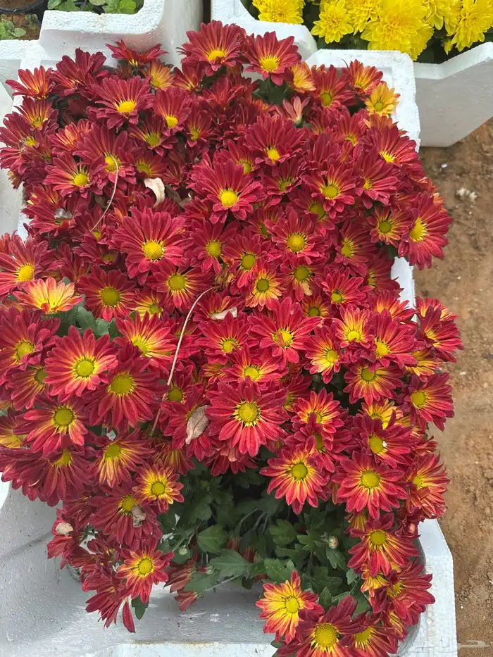 عجر ديكورات 5