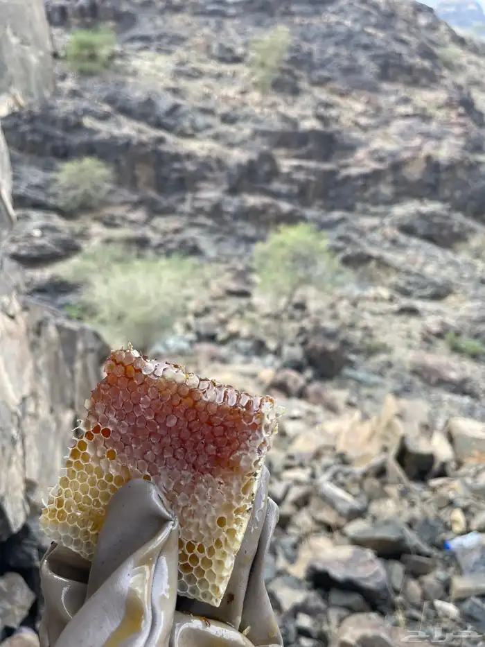 عسل من جبال وادي الفرع اصلي شرط 1