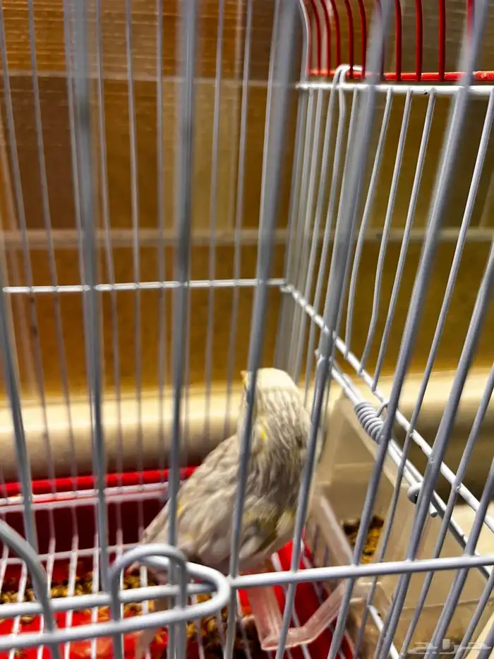 انثى كناري اوربيه للبيع 2