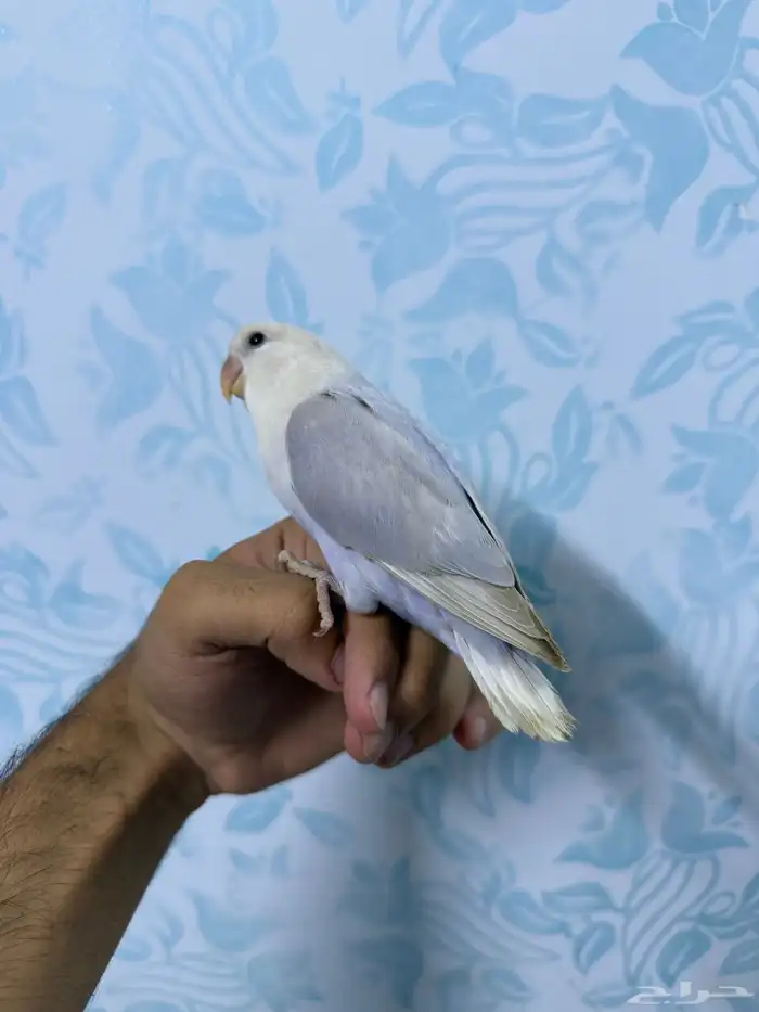 فروخ روز غر 2