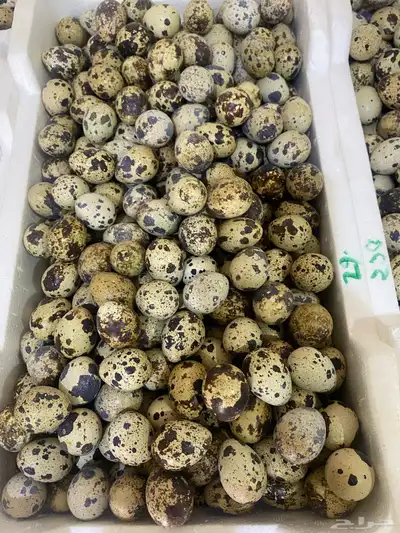 بيض سمان 1