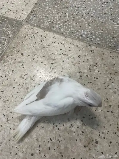 فروخ كروبان هافي بايد و بصمهات ( تم البيع ) 2