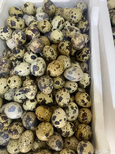 بيض سمان 2