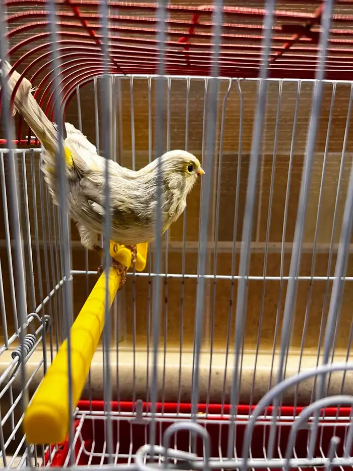 انثى كناري اوربيه للبيع 1