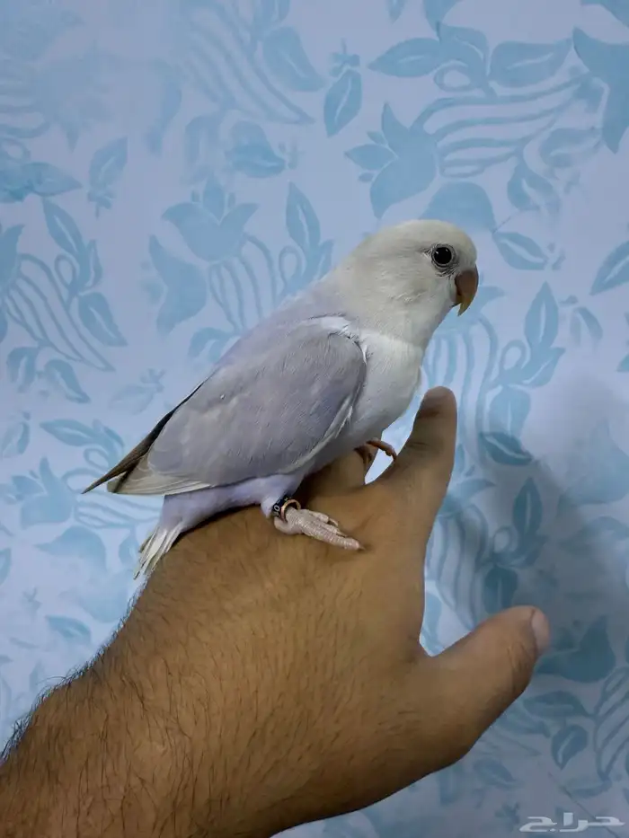 فروخ روز غر 1