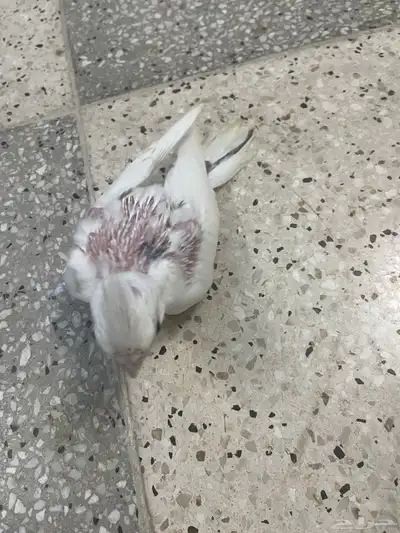 فروخ كروبان هافي بايد و بصمهات ( تم البيع ) 1