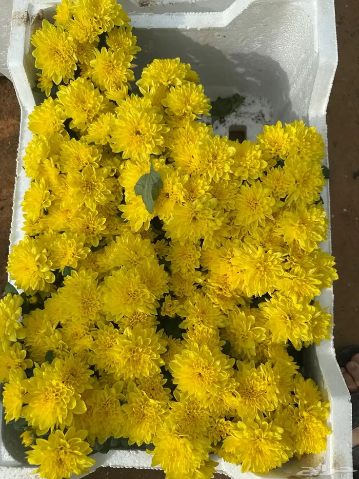 عجر ديكورات 6