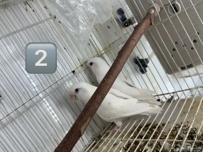 روز البينو بفروخه 0
