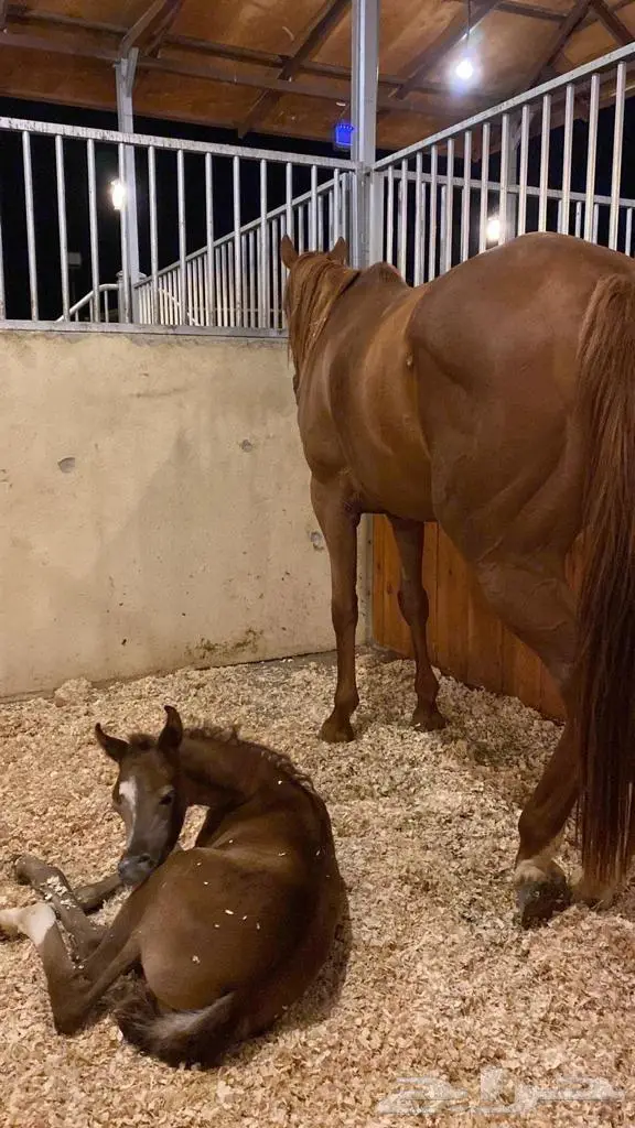 إيواء وغرف خيل ربط للإيجار الشهري ومنتجع 3