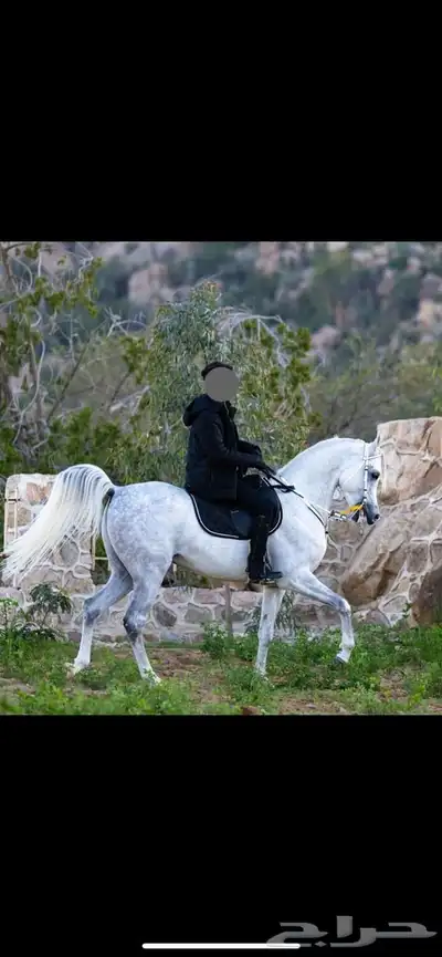 فحل واهو دماء جمال 1