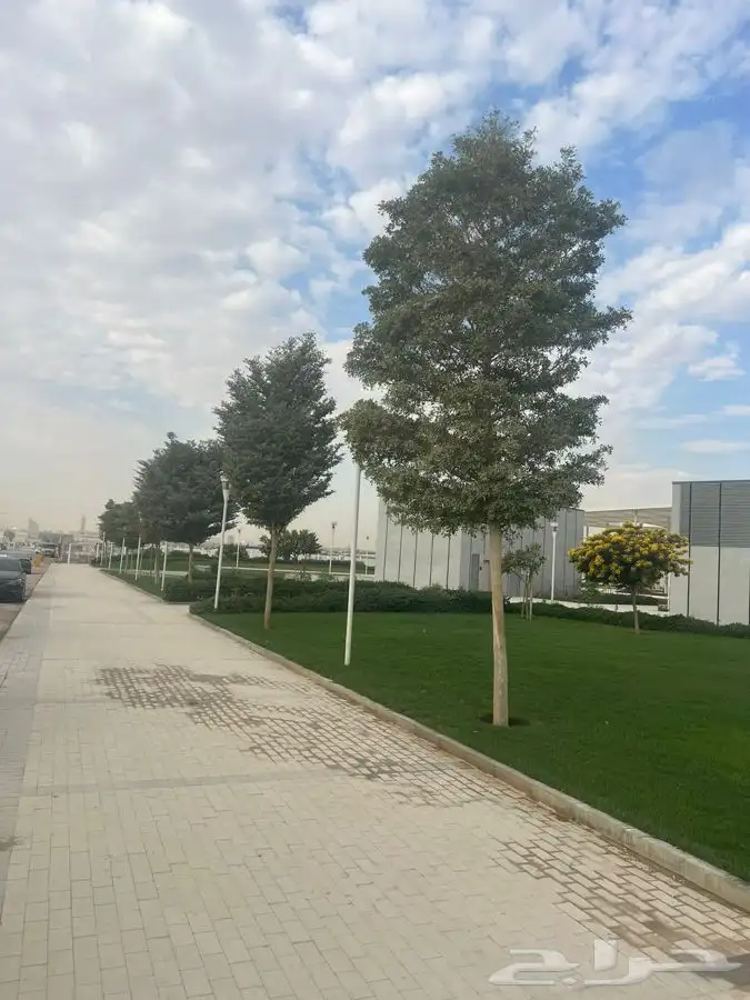 أشجار كاسيا جلوكا وترميناليا منتالي احجام مختلفه 1