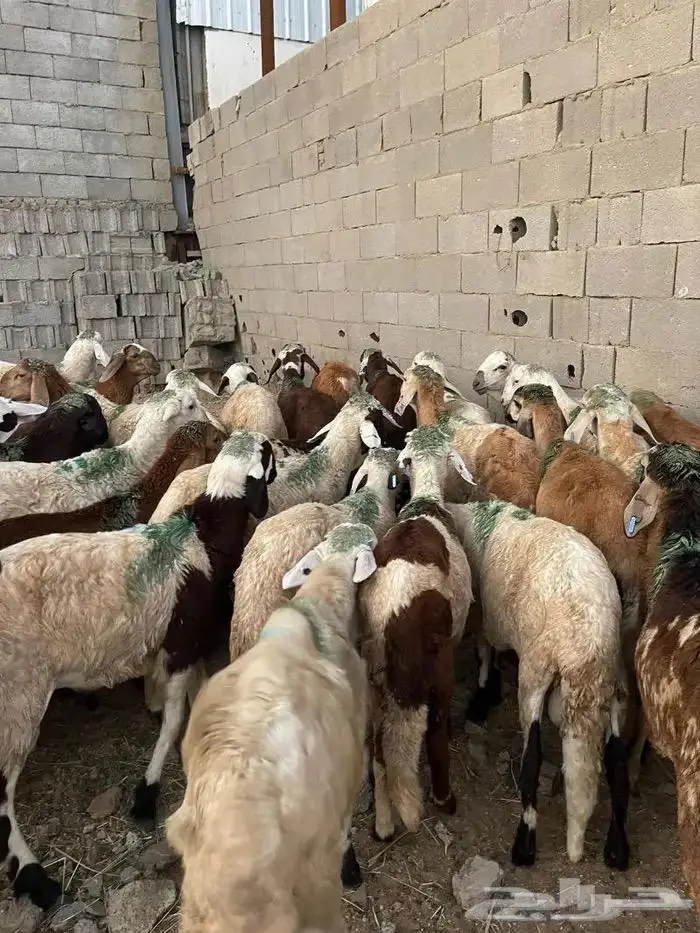 الحربي لذبايح 0