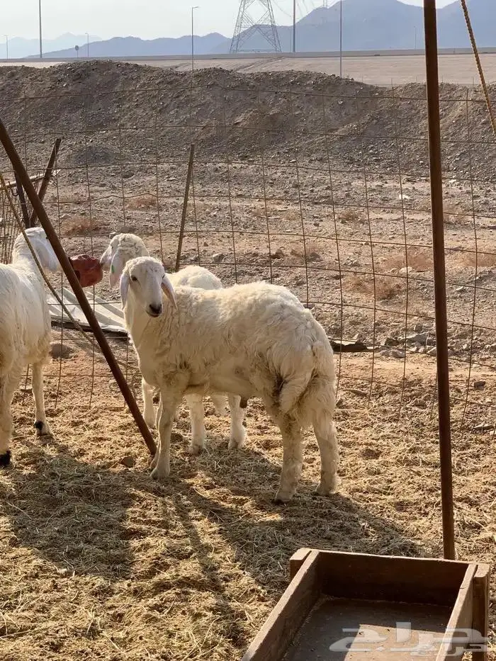 الحربي لذبايح 1
