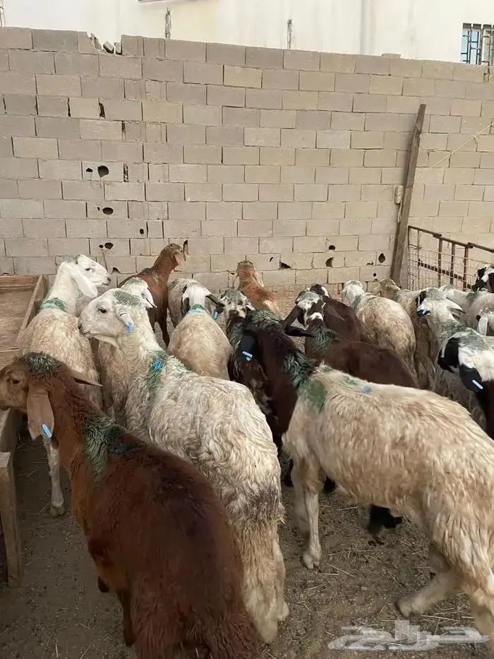 الحربي لذبايح 3