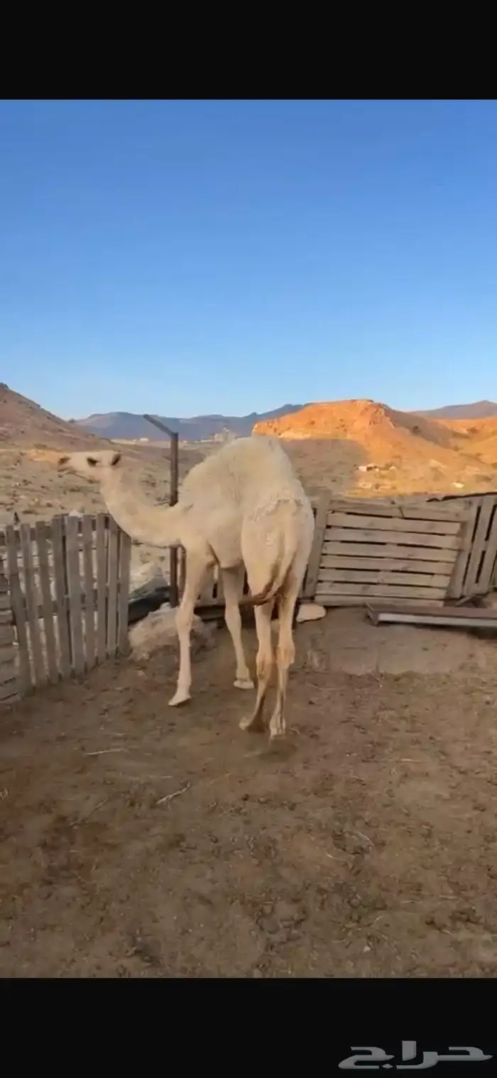 بكره للبيع 1