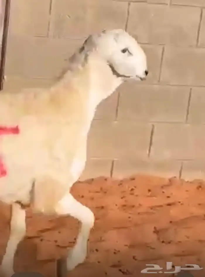 مشروع فحل حر ي صنف 6