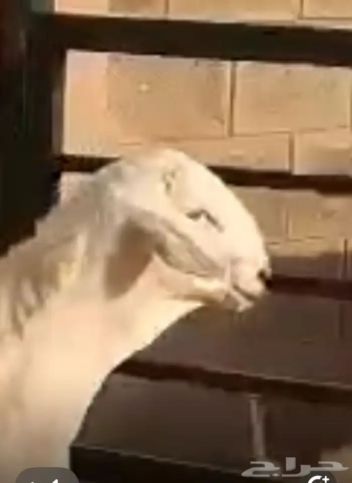 مشروع فحل حر ي صنف 5