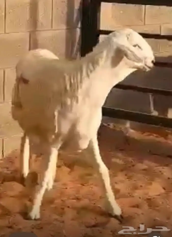 مشروع فحل حر ي صنف 2