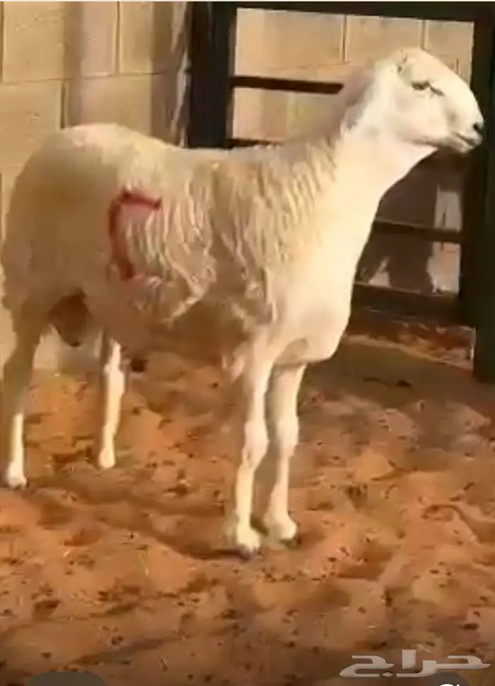 مشروع فحل حر ي صنف 1