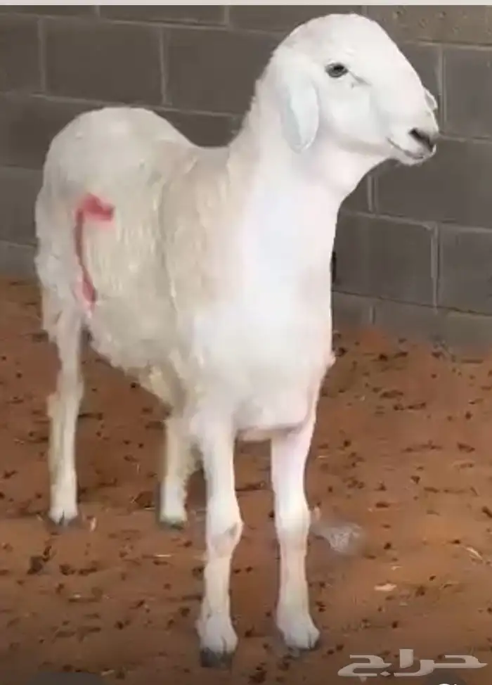 مشروع فحل حر ي صنف 0