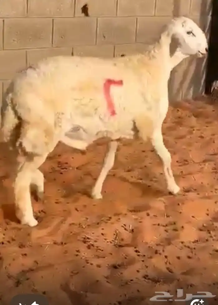 مشروع فحل حر ي صنف 3