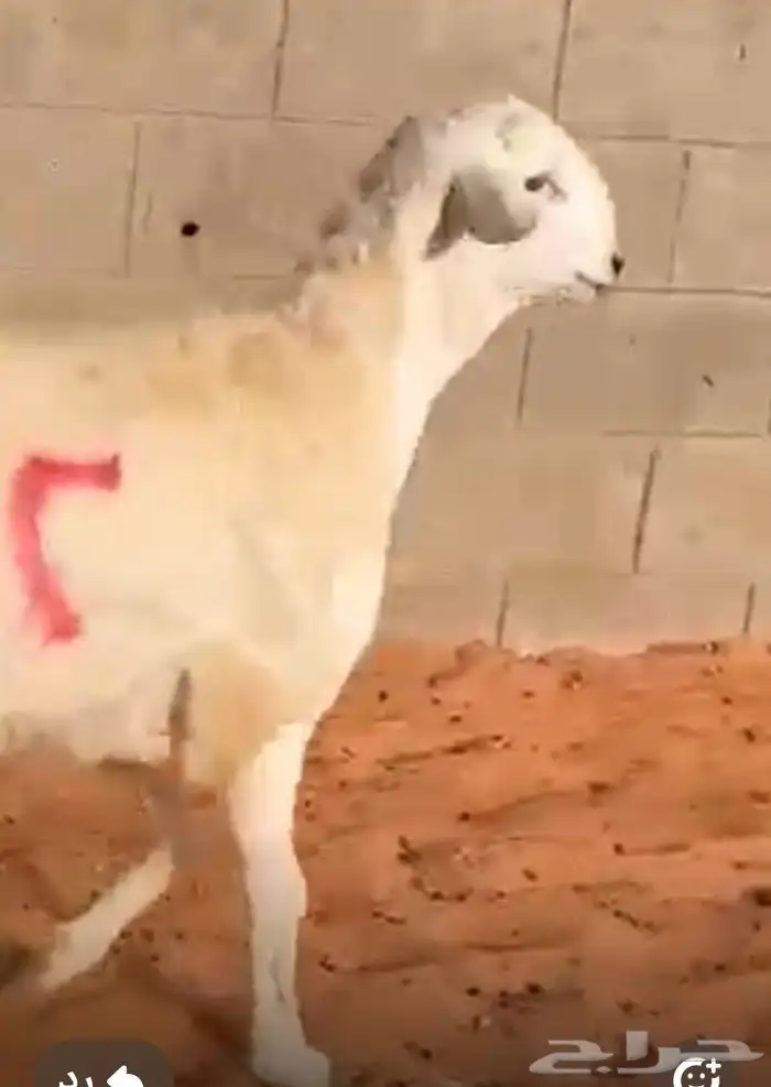 مشروع فحل حر ي صنف 7