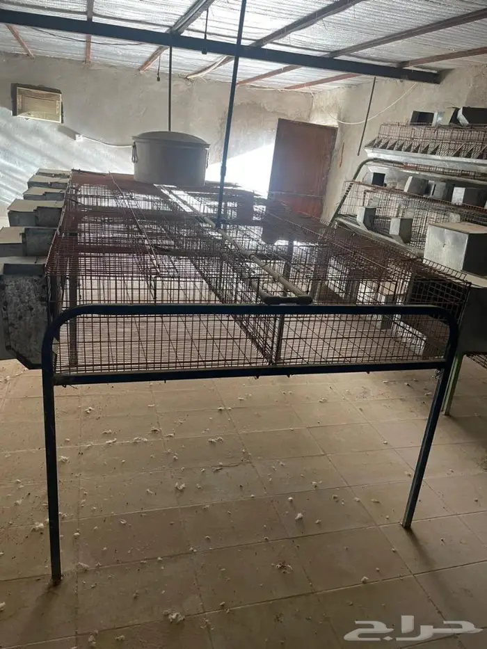بطاريات وحضانات ارانب 2