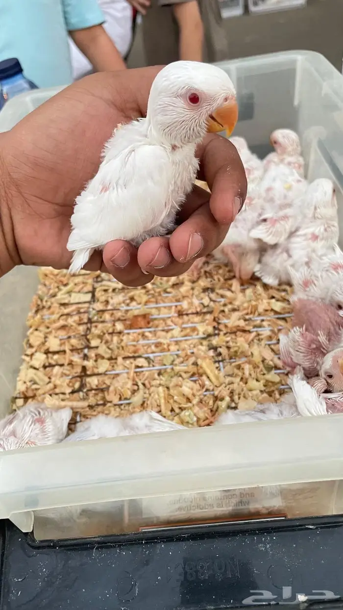 فروخ البينو غرر 0