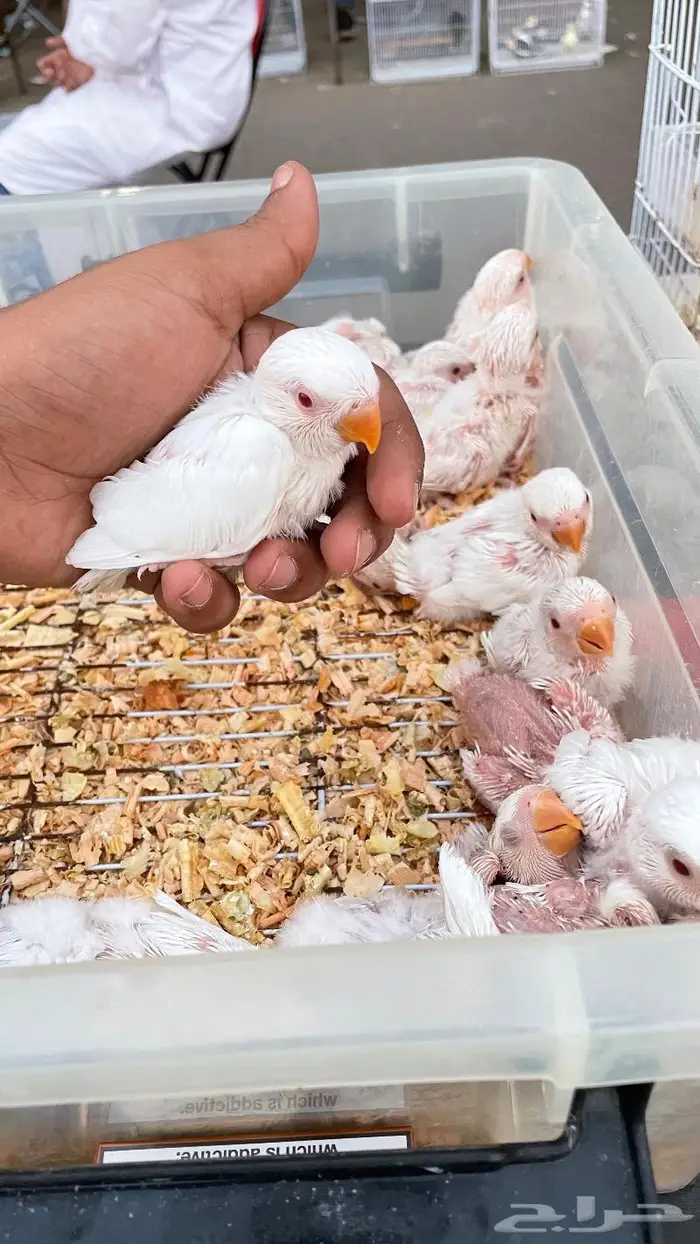 فروخ البينو غرر 3