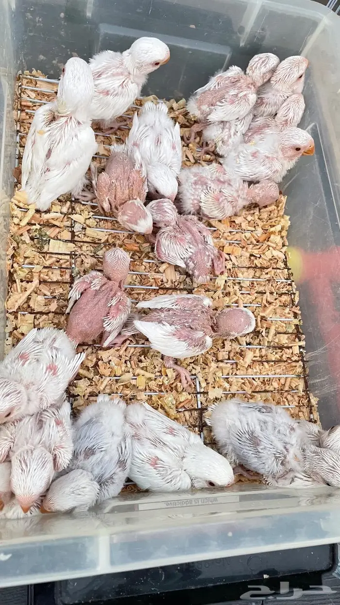 فروخ البينو غرر 4