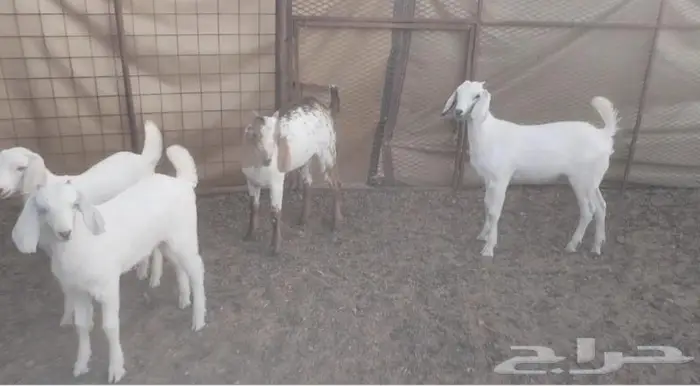 تيس فحل بنجابي فاخر مشروط 4