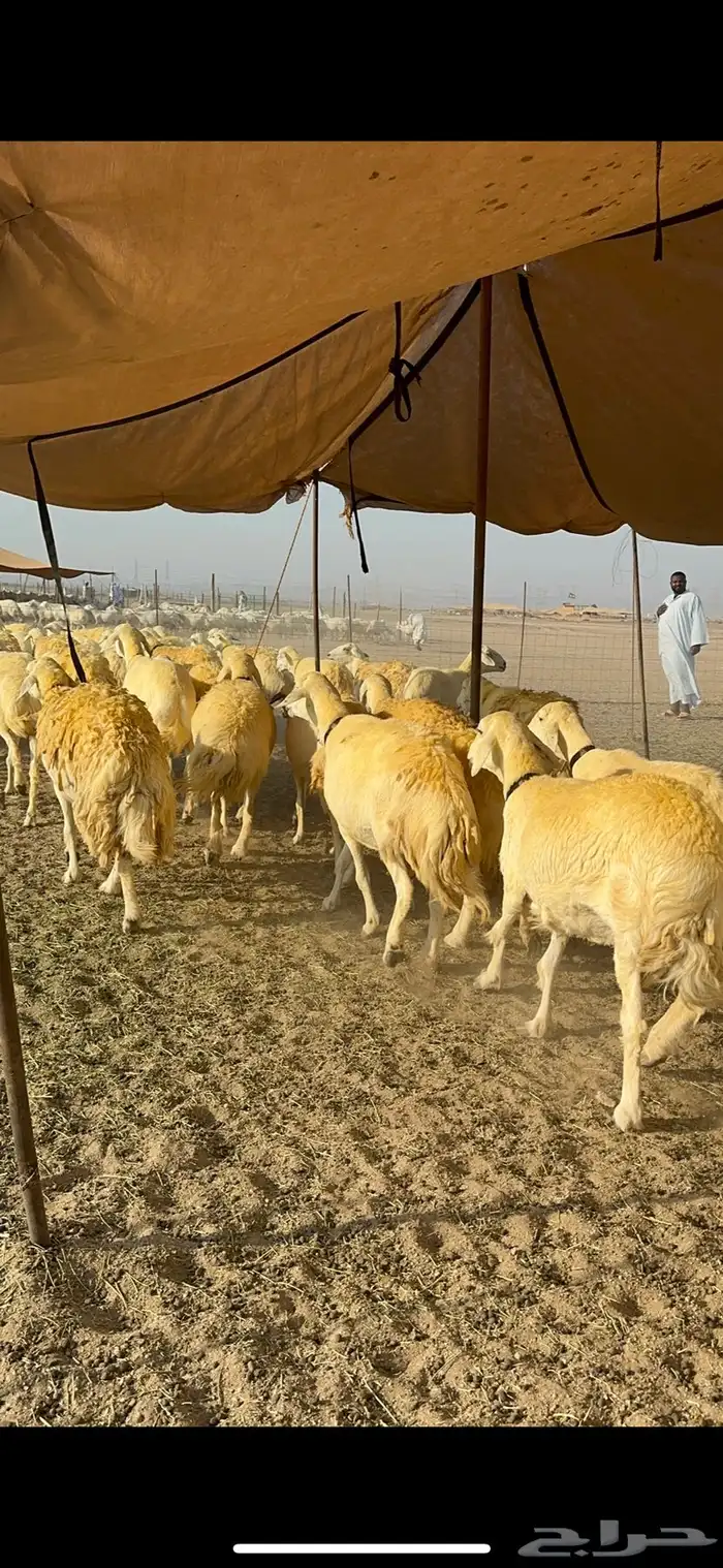 غنم حرية حرش جروم ورقاب نقوة مراح 10