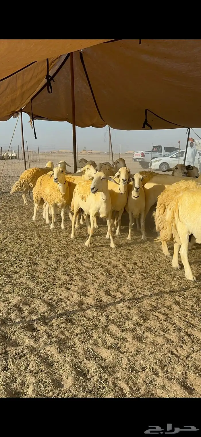 غنم حرية حرش جروم ورقاب نقوة مراح 5