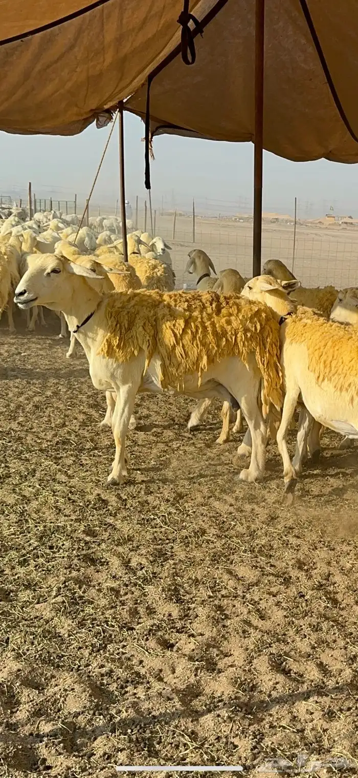 غنم حرية حرش جروم ورقاب نقوة مراح 4