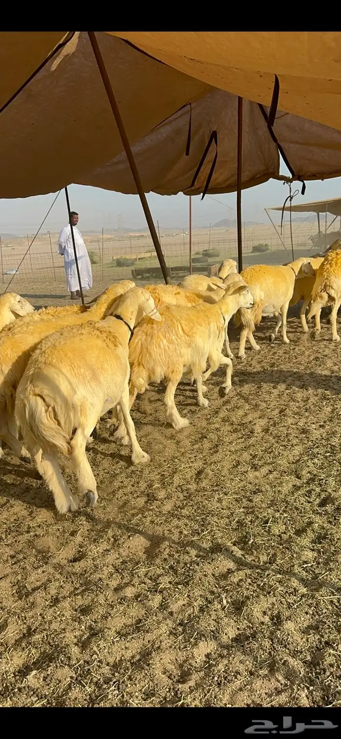 غنم حرية حرش جروم ورقاب نقوة مراح 14