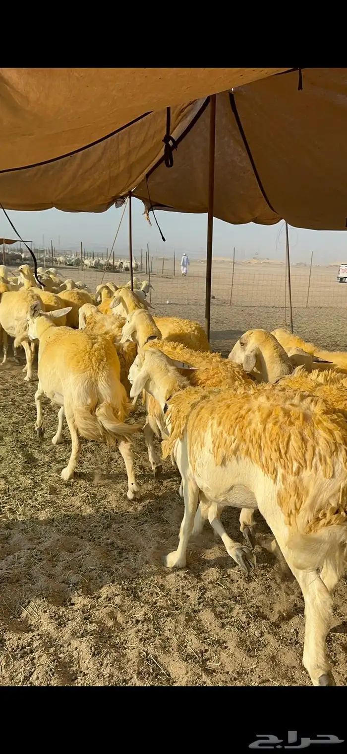 غنم حرية حرش جروم ورقاب نقوة مراح 2