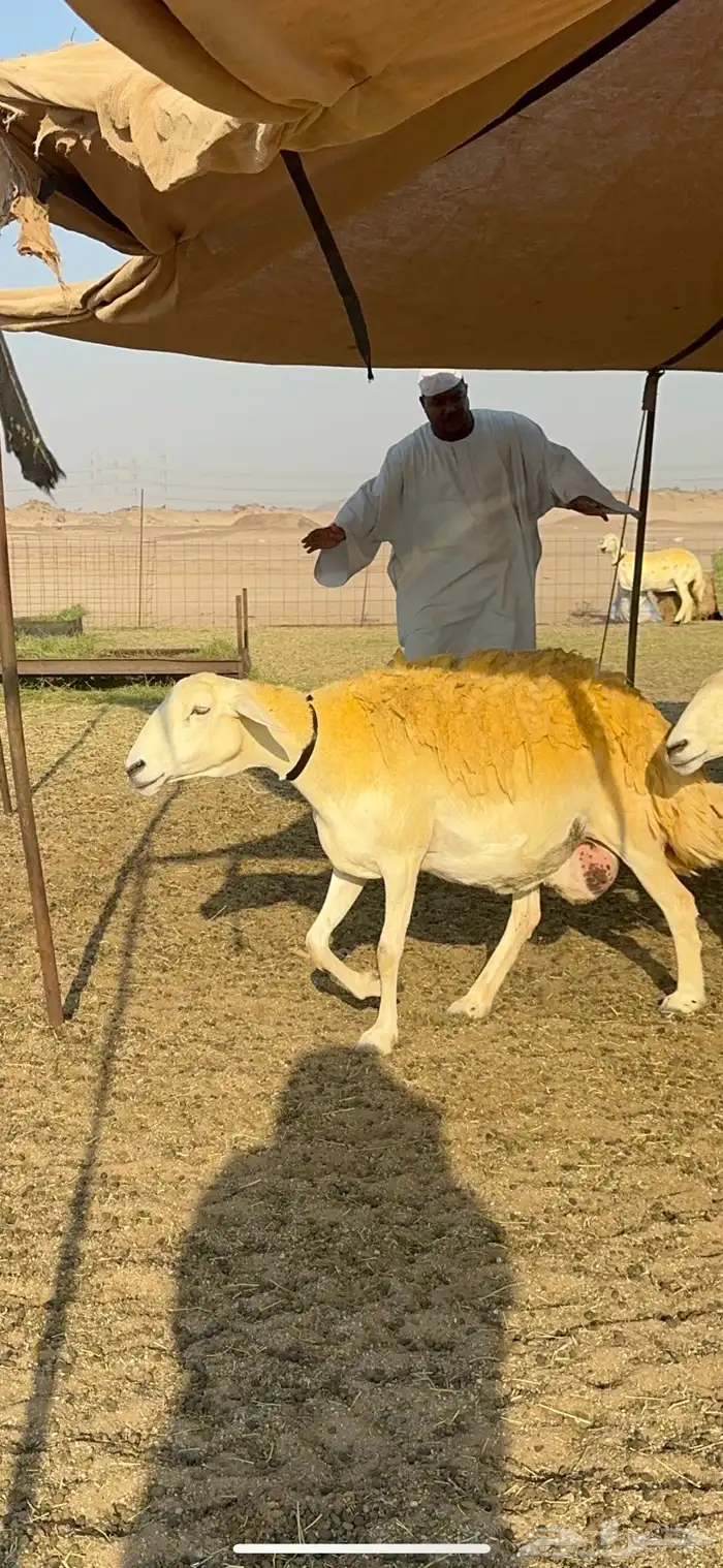 غنم حرية حرش جروم ورقاب نقوة مراح 22