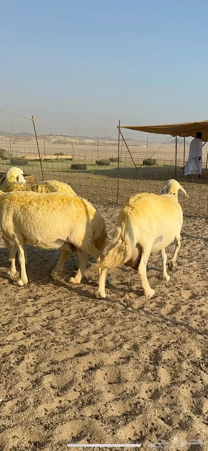 غنم حرية حرش جروم ورقاب نقوة مراح 3