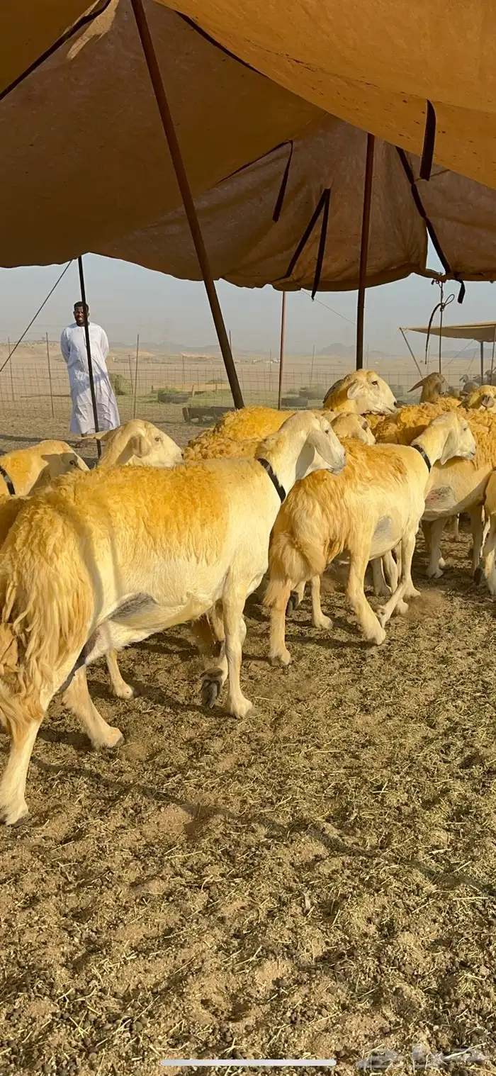 غنم حرية حرش جروم ورقاب نقوة مراح 15