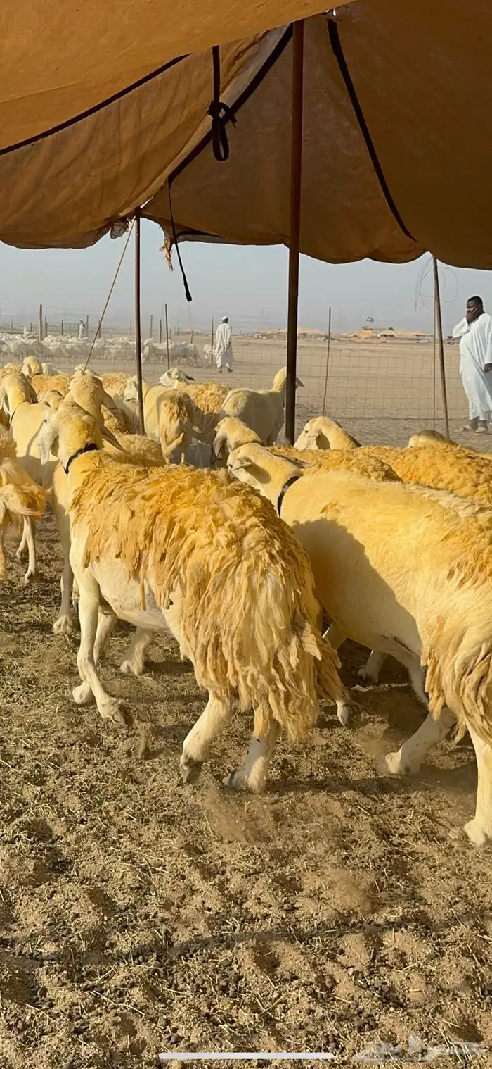 غنم حرية حرش جروم ورقاب نقوة مراح 9