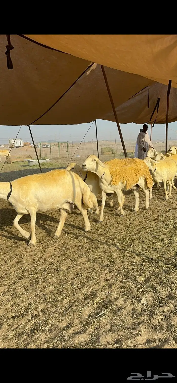 غنم حرية حرش جروم ورقاب نقوة مراح 18